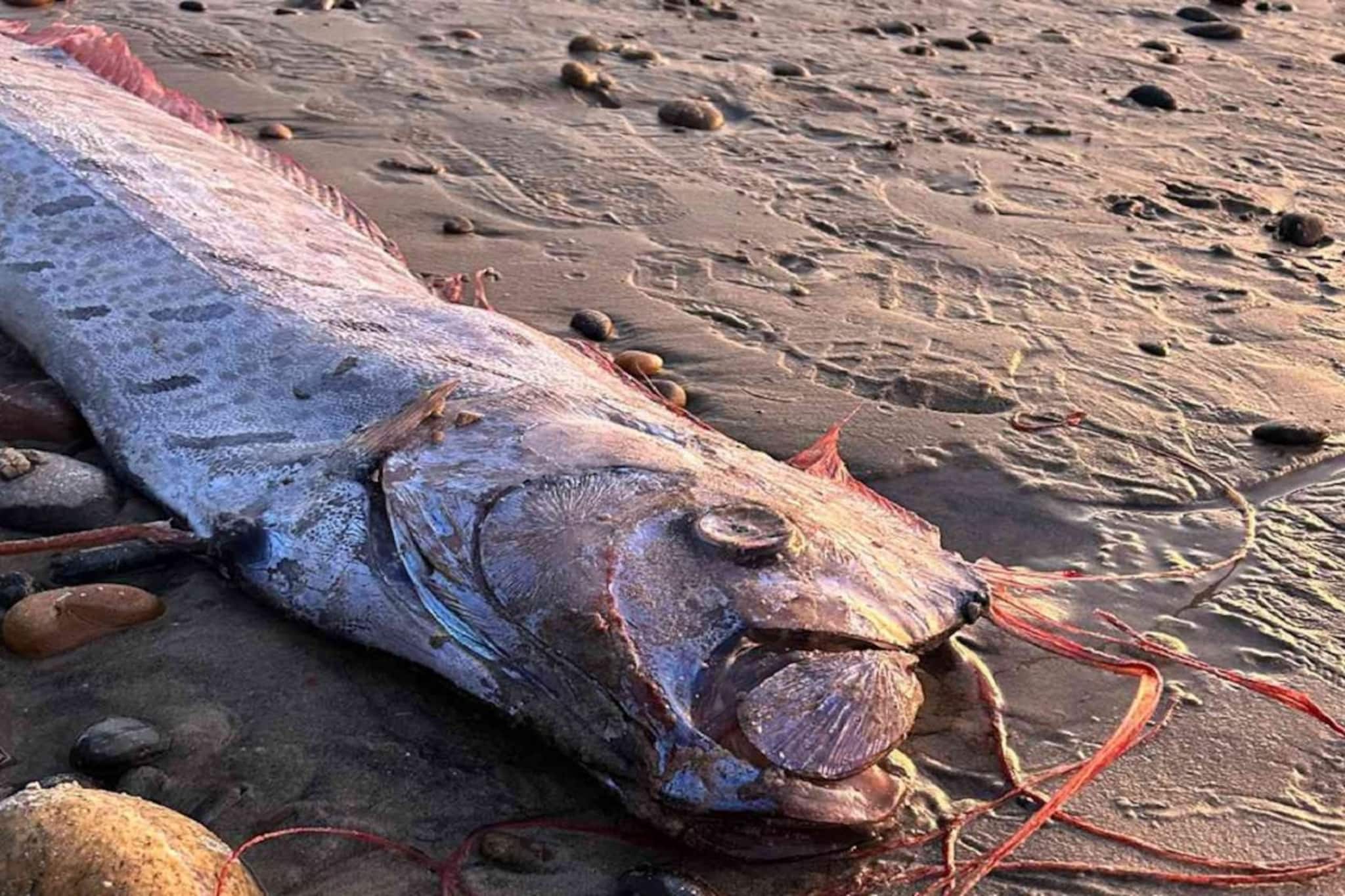ইরান-ইজরায়েল সংঘাতের আগে দেখা গিয়েছিল দুটো 'ডুমসডে ফিশ',সামনে কি আরও বড় বিপদ?