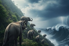 মানুষের আগে বিপদ টের পায় কারা? আশপাশেই আছে...এই ৮ প্রাণীর বিশেষ ক্ষমতা জানেন?