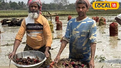 কাটোয়ায় ধান, পেঁয়াজ, লঙ্কা সহ সবজি চাষে ব্যাপক ক্ষতি