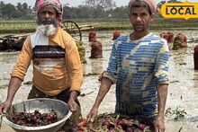 Agriculture News: ধান, পেঁয়াজ, লঙ্কা...! কাটোয়ায় ফসল তোলার মুখে জলের তলায় ৩০০০ বিঘা জমি, সবজি চাষে সর্বনাশের আশঙ্কা চাষিদের