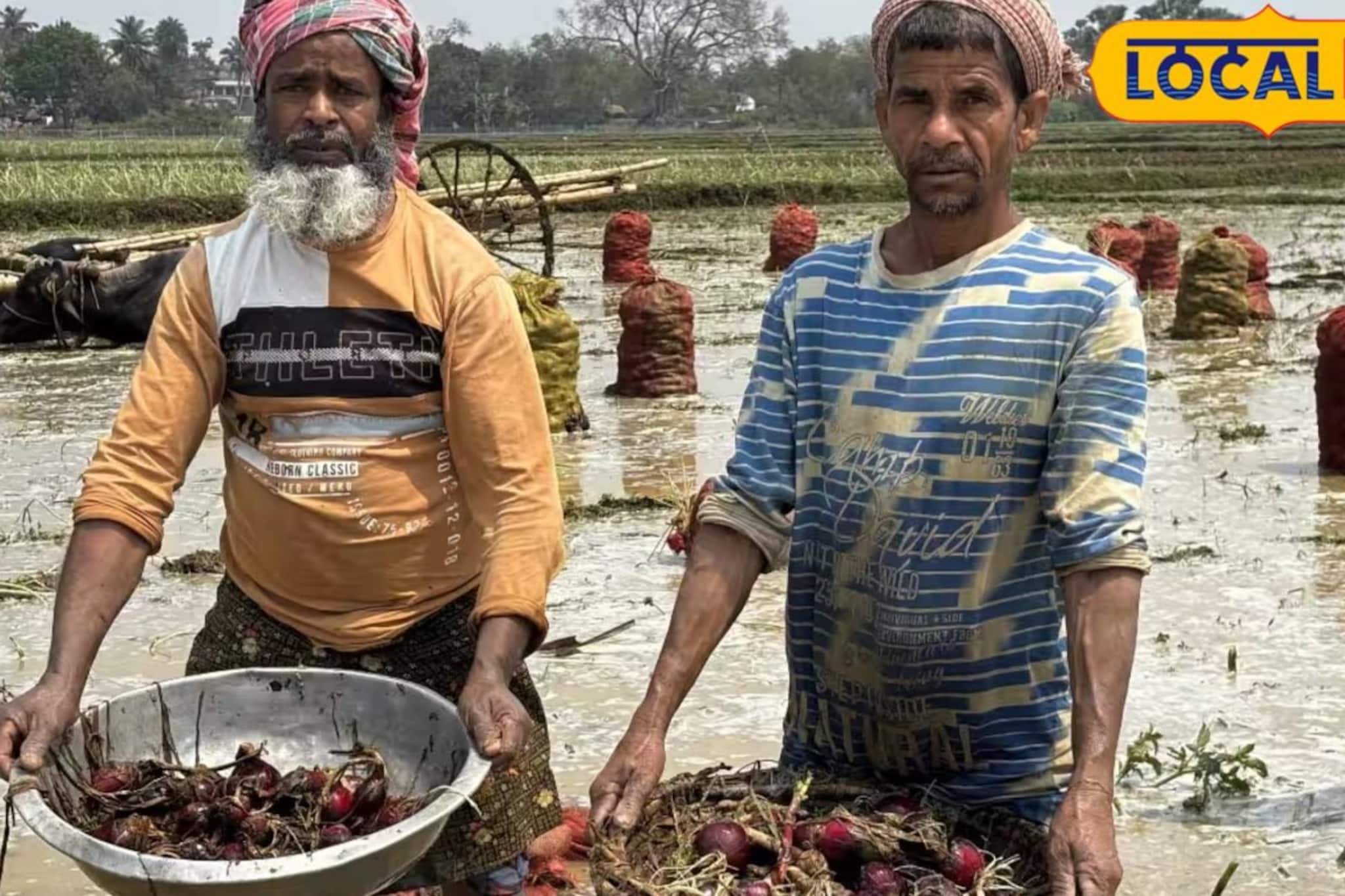 কাটোয়ায় ফসল তোলার মুখে জলের তলায় ৩০০০ বিঘা জমি! সবজি চাষে সর্বনাশের আশঙ্কা চাষিদের