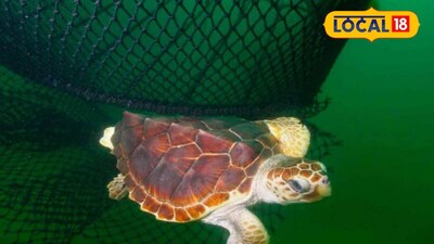 সামুদ্রিক কচ্ছপ বাঁচাতে ট্রল জালে বসানো হচ্ছে টেড যন্ত্র