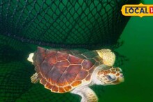 East Medinipur News: সামুদ্রিক কচ্ছপ বাঁচাতে বড় পদক্ষেপ! মৎস্যজীবীদের জালে বসতে চলেছে ‘টার্টল এক্সক্লুডার ডিভাইস’, লাফিয়ে কমবে কচ্ছপ-মৃত্যুর সংখ্যা