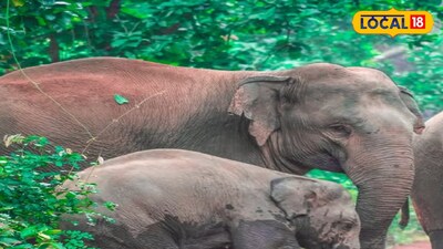 হাতির পথ অবরোধ