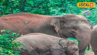 জলপাইগুড়ি জেলার বানারহাটে রাজ্য সড়ক অবরোধ হাতির দলের! বিপুল ভোগান্তির শিকার সাধারণ মানুষ জলপাইগুড়ি জেলার বানারহাটে রাজ্য সড়ক অবরোধ হাতির দলের! বিপুল ভোগান্তির শিকার সাধারণ মানুষ