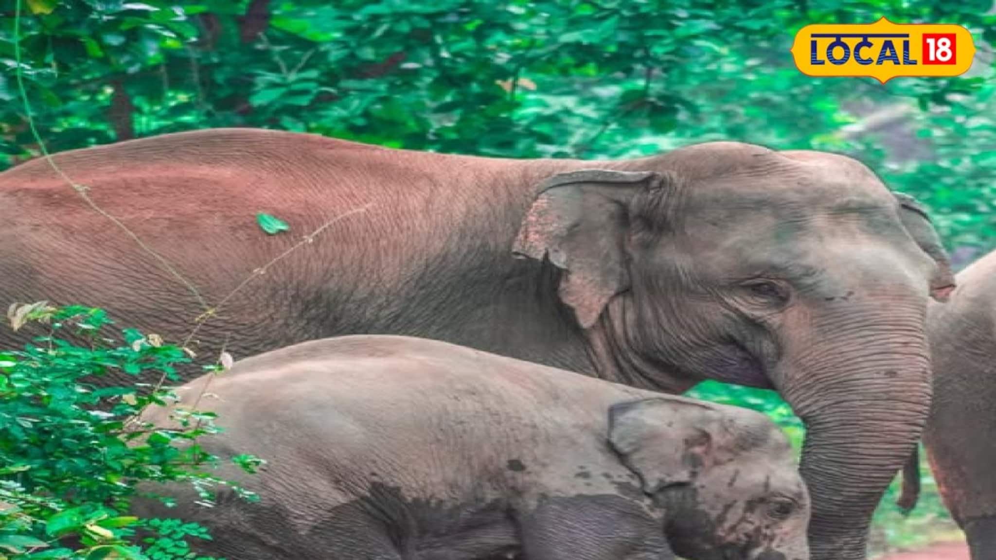 জলপাইগুড়ি জেলার বানারহাটে রাজ্য সড়ক অবরোধ হাতির দলের! বিপুল ভোগান্তির শিকার সাধারণ মানুষ জলপাইগুড়ি জেলার বানারহাটে রাজ্য সড়ক অবরোধ হাতির দলের! বিপুল ভোগান্তির শিকার সাধারণ মানুষ