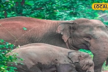 North Bengal news: জলপাইগুড়ি জেলার বানারহাটে রাজ্য সড়ক অবরোধ হাতির দলের! বিপুল ভোগান্তির শিকার সাধারণ মানুষ