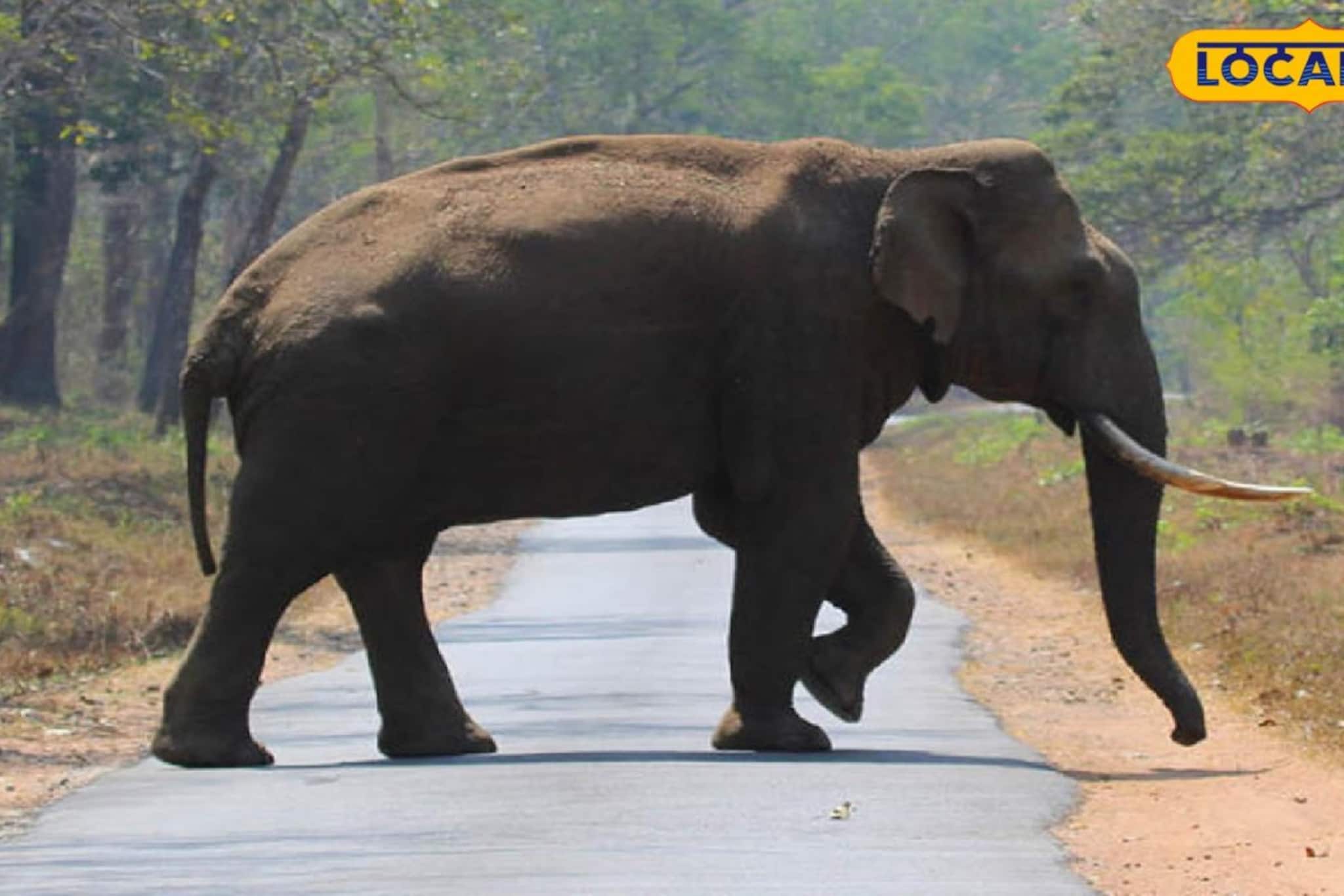 ঝাড়গ্রামের জঙ্গলে দাপিয়ে বেড়াচ্ছে হাতির দল! দলছুট দাঁতালের আছাড়ে মহিলার মৃত্যু, আহত যুবক