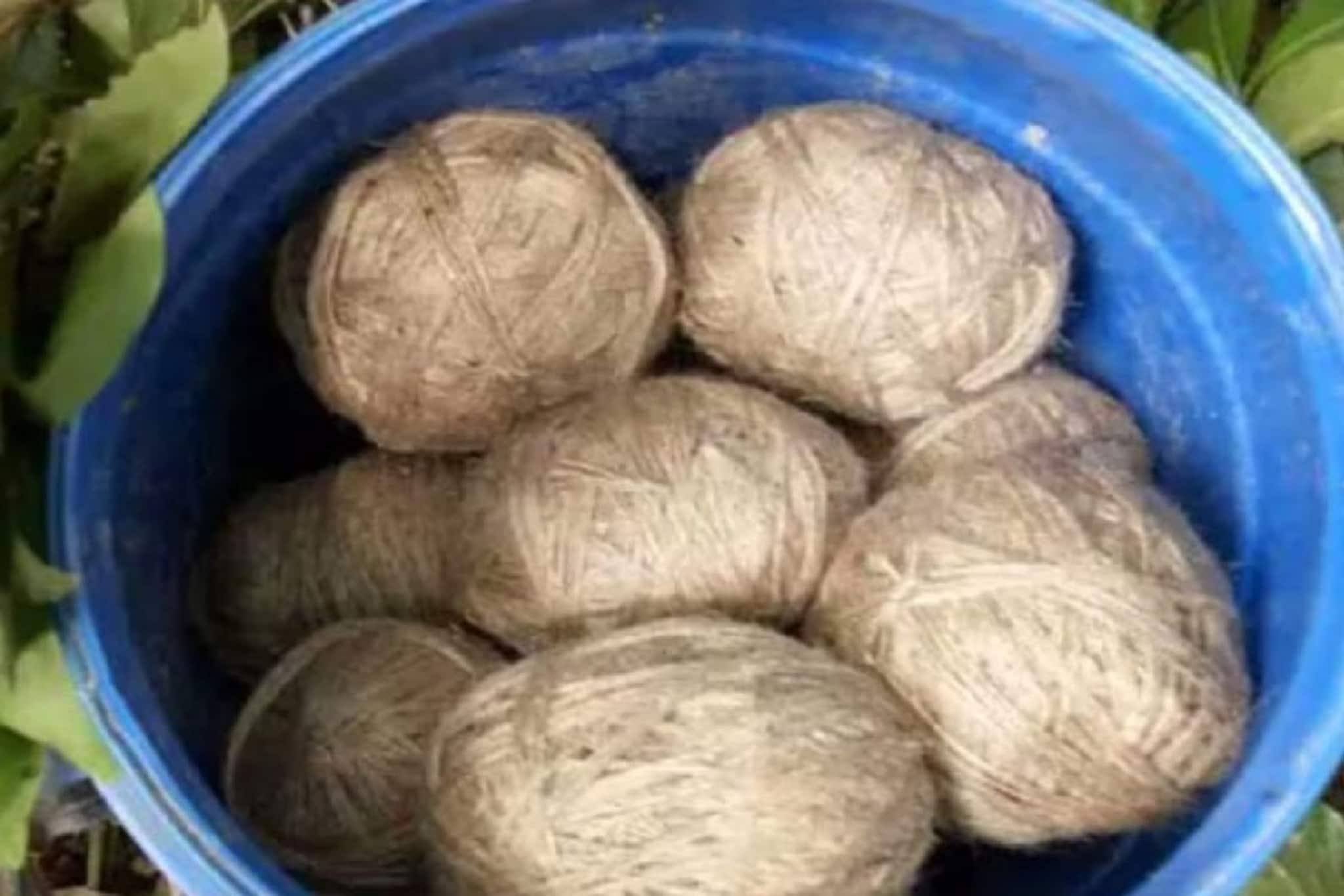 ভোটের আগে চাঞ্চল্য, মুর্শিদাবাদের একটি বাগান থেকে উদ্ধার বালতি ভর্তি তাজা বোমা ভোটের আগে চাঞ্চল্য, মুর্শিদাবাদের একটি বাগান থেকে উদ্ধার বালতি ভর্তি তাজা বোমা