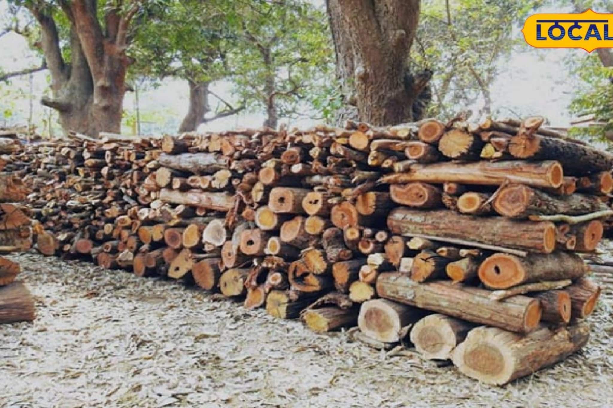 মধ্যপ্রাচ্যে যুদ্ধের জেরে দেশে জ্বালানি সঙ্কট! কাঠ পাচার রুখতে জঙ্গলে কড়া পাহারায় বন দফতর