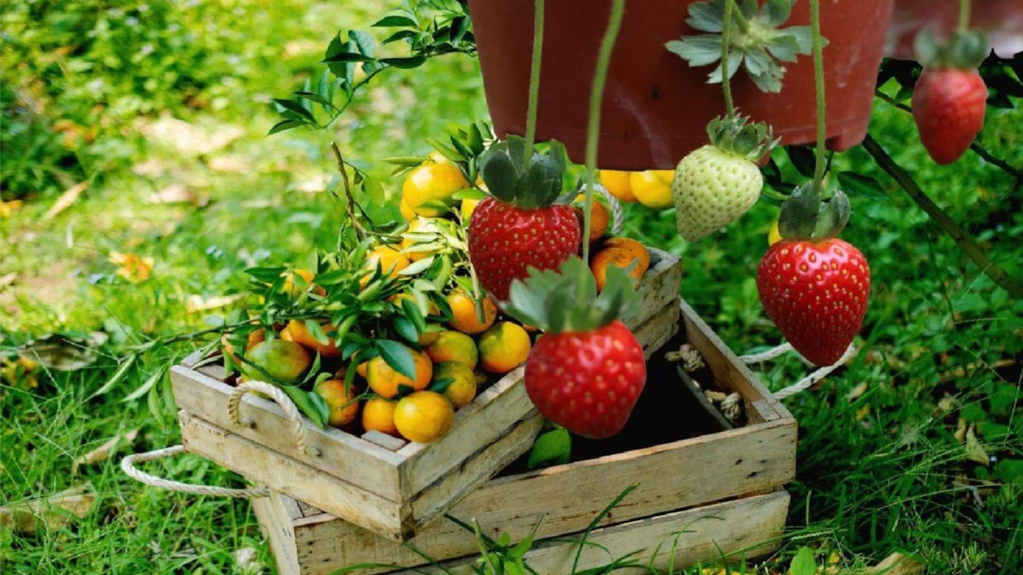 Summer Gardening: গরমে ছাদে, বারান্দায় ফলবে রসাল স্ট্রবেরি, বেদানা, পেয়ারা, লেবু! মোক্ষম টোটকা দিলেন বাগান বিশেষজ্ঞ