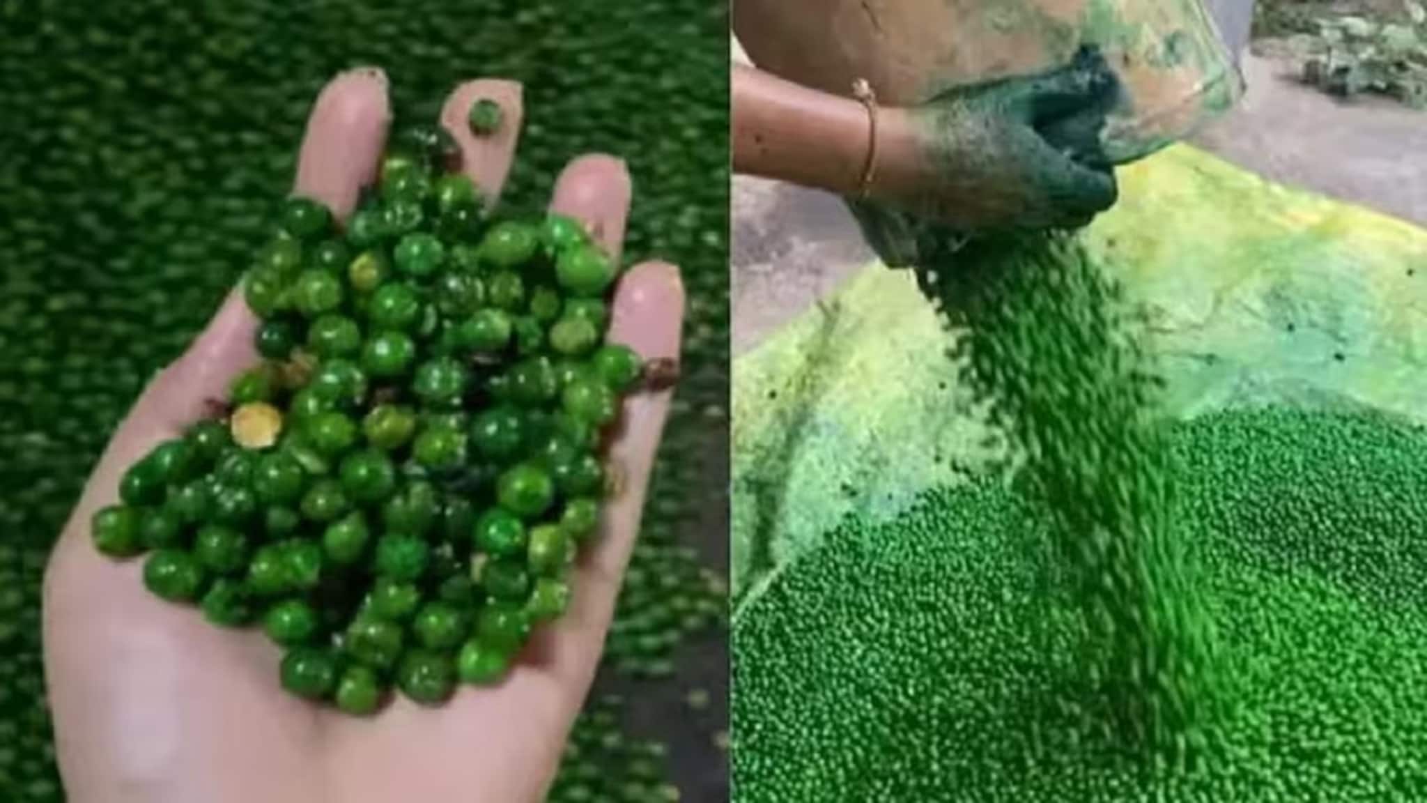 Green Peas: বাসে ট্রেনে সবুজ মটর কিনে খান? মটরশুঁটি নয় কিন্তু, আসলে কী জানলে শিউরে উঠবেন