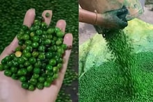 Green Peas: বাসে ট্রেনে সবুজ মটর কিনে খান? মটরশুঁটি নয় কিন্তু, আসলে কী জানলে শিউরে উঠবেন