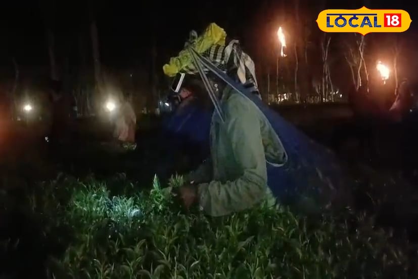 আকাশে দোল পূর্ণিমার চাঁদ উঠেছে। যার স্নিগ্ধ আলো ছড়িয়ে গিয়েছে চারিদিকে। এই চাঁদের আলো গায়ে মেখে চা পাতা উত্তোলনের কাজ চলল চা বাগানে। চাঁদনি রাতে এমন দৃশ্যের সাক্ষী থাকতে মাঝেরডাবরি চা বাগানে হাজির হয়েছিলেন পর্যটকরা। (ছবি ও তথ্য - অনন্যা দে)