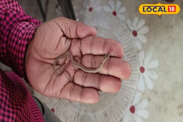 সর্বনাশ! এ কোন সাপ মিলল বাংলায়! আমতায় যা মিলল, শুনে চমকে উঠছে গোটা এলাকা