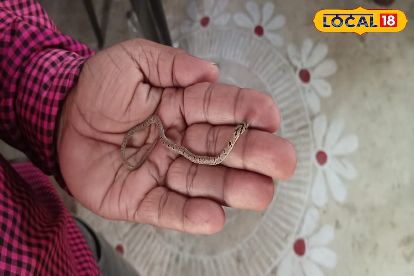 হাওড়া, রাকেশ মাইতি: উদ্ধার বিরলপ্রায় উদয়কাল! হাওড়া জেলা জঙ্গল না হলেও এখানে গুরুত্বপূর্ণ প্রাণীর বসাবস। সেই সমস্ত প্রাণী রক্ষায় জেলার পরিবেশ কর্মীদের গুরুত্বপূর্ণ ভূমিকা। এবার তাদের হাতেই বাঁচল বিরল প্রায় উদয়কাল। ( ছবি ও তথ্য: রাকেশ মাইতি)