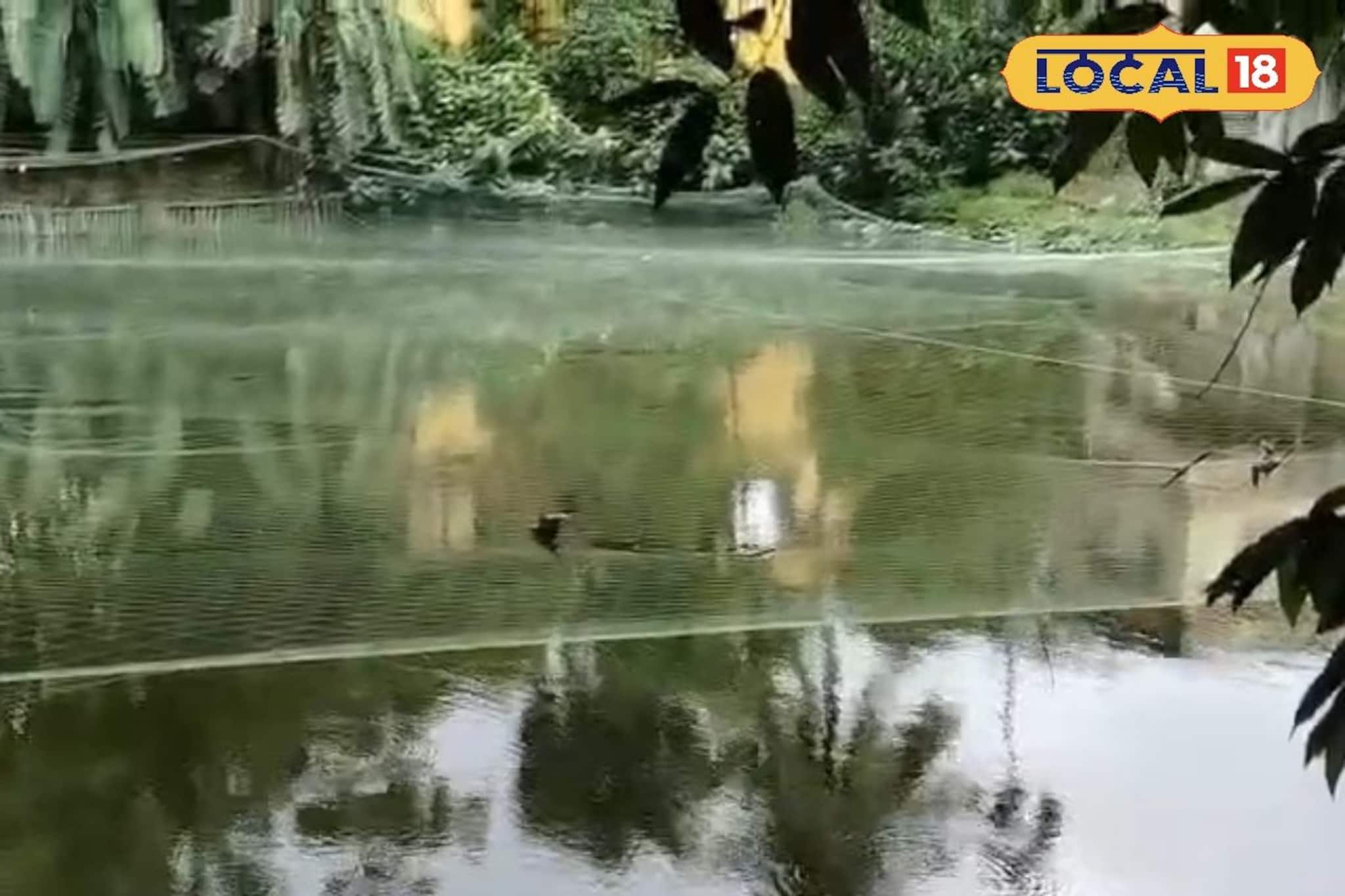 মাছও হবে, সবজিও ফলবে! সুন্দরবনের কৃষকদের এই 'মাস্টারপ্ল্যান' বদলে দিচ্ছে গ্রামের অর্থনীতি