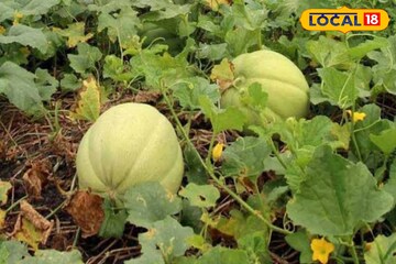 ওজন কমানো থেকে কি ডায়াবেটিস নিয়ন্ত্রণ, সমাধান লুকিয়ে গ্রামবাংলার এই অবহেলিত ফলে