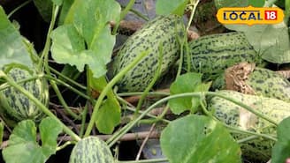 ওজন কমানো থেকে কি ডায়াবেটিস নিয়ন্ত্রণ, সমাধান লুকিয়ে গ্রামবাংলার এই অবহেলিত ফলে