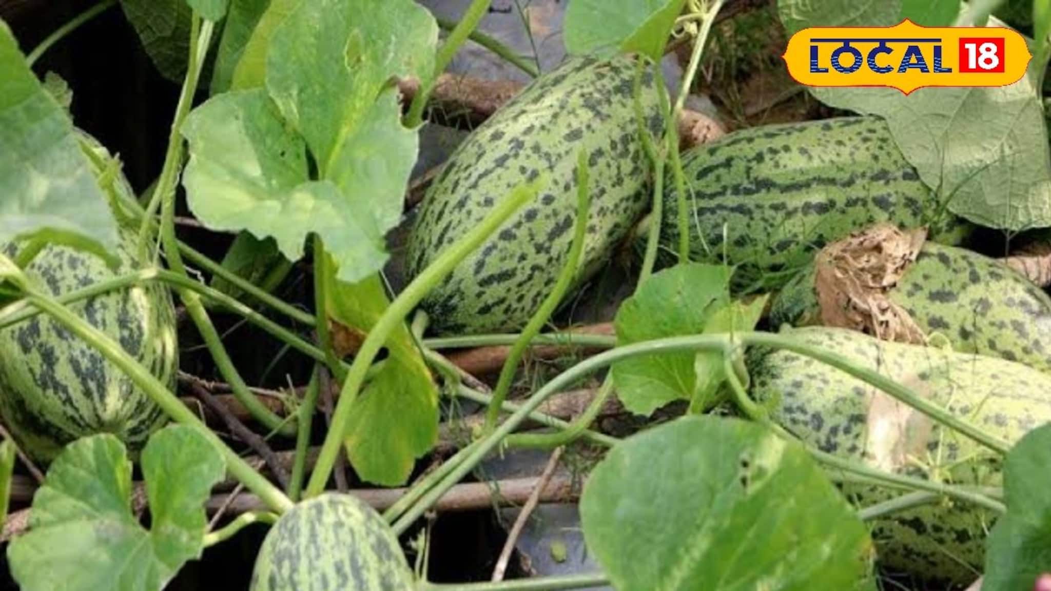 Snap melon Benefits: গরমে অমৃতের সমান এই ফল! ওজন কমানো থেকে কি ডায়াবেটিস নিয়ন্ত্রণ, সমাধান লুকিয়ে গ্রামবাংলার এই অবহেলিত ফলে