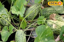 Snap melon Benefits: গরমে অমৃতের সমান এই ফল! ওজন কমানো থেকে কি ডায়াবেটিস নিয়ন্ত্রণ, সমাধান লুকিয়ে আছে গ্রামবাংলার এই অবহেলিত ফলে