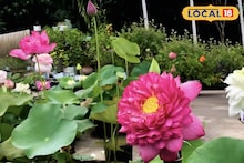 Lotus Gardenting Tips: পুকুর লাগবে না, এবার ড্রামেই ফুটবে লাল-সাদা পদ্ম! মাত্র কয়েক সপ্তাহেই ফুলে ভরে উঠবে টব, জেনে নিন জাদুকরী টিপস
