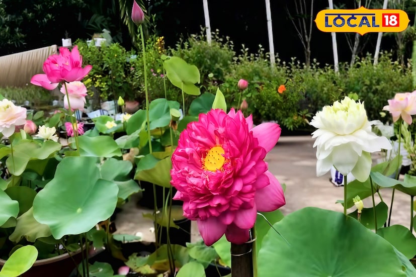 গরমের দিনে বাড়ির ছাদ বা ব্যালকনিতে যদি লাল, সাদা কিংবা গোলাপি রঙের বাহারি পদ্মফুল ফুটে ওঠে, তাহলে মন ভরে না গিয়ে উপায় কী! পদ্মের মৃদু সুগন্ধ আর তার শান্ত সৌন্দর্য মুহূর্তেই পরিবেশকে পবিত্র ও প্রশান্ত করে তোলে। অনেকেরই ইচ্ছে থাকে নিজের বাগানে এমন পদ্মের সংগ্রহ গড়ে তোলার। সুখবর হলো, এখন আর তা কঠিন কিছু নয়—সহজ পদ্ধতিতেই বাড়িতে পদ্ম চাষ করা সম্ভব। গরমের দিনে বাড়ির ছাদ বা ব্যালকনিতে যদি লাল, সাদা কিংবা গোলাপি রঙের বাহারি পদ্মফুল ফুটে ওঠে, তাহলে মন ভরে না গিয়ে উপায় কী! পদ্মের মৃদু সুগন্ধ আর তার শান্ত সৌন্দর্য মুহূর্তেই পরিবেশকে পবিত্র ও প্রশান্ত করে তোলে। অনেকেরই ইচ্ছে থাকে নিজের বাগানে এমন পদ্মের সংগ্রহ গড়ে তোলার। সুখবর হলো, এখন আর তা কঠিন কিছু নয়—সহজ পদ্ধতিতেই বাড়িতে পদ্ম চাষ করা সম্ভব।