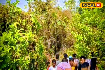 ভোর থেকে হাতির তাণ্ডব গ্রামে, অতিকায় দাঁতালকে ক্রেনে ঝুলিয়ে সরিয়ে নিয়ে গেল বন দফতর