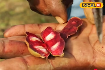 লাল মিষ্টি তেঁতুল চাষে স্বনির্ভরতার সম্ভাবনা, বসিরহাটে নজর কাড়ছে নতুন প্রজাতির গাছ