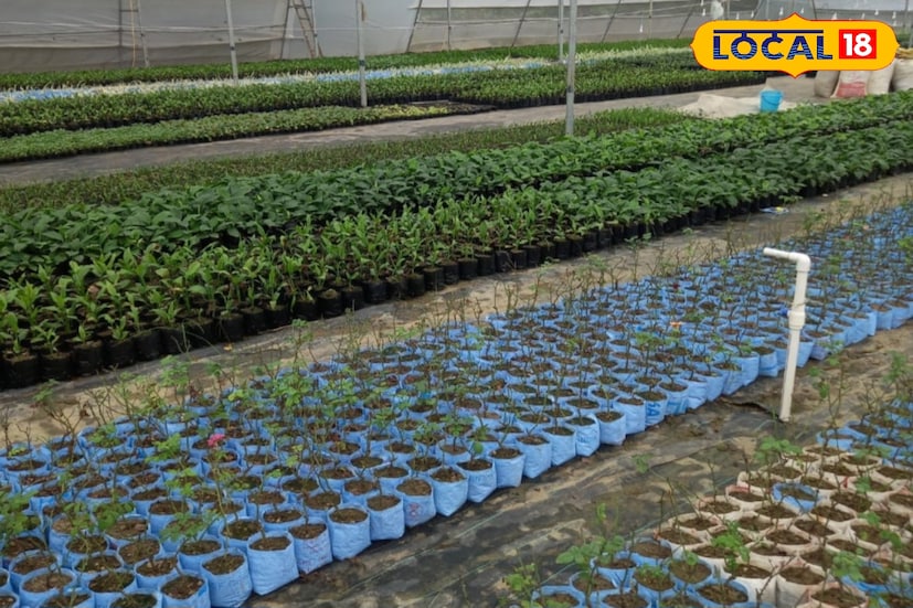 বাগানানের বহু পরিবারের আয়ের পথ দেখাচ্ছে নার্সারি ! ফল-ফুল এবং বাহারি গাছের সম্ভার। দেশ-বিদেশের চাহিদা মিটিয়ে নার্সারি ব্যবসায় লাভের মুখ দেখছেন উদ্যোগীরা। (ছবি ও তথ্য: রাকেশ মাইতি)