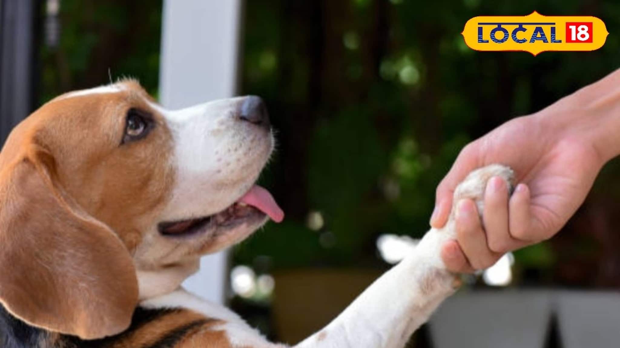 Pet Parenting Tips: আপনার পোষ্য হয়ে উঠবে আপনার গর্ব, শুধু মানুন কয়েকটি টিপস, কামাল করবে পারফরম্যান্সে