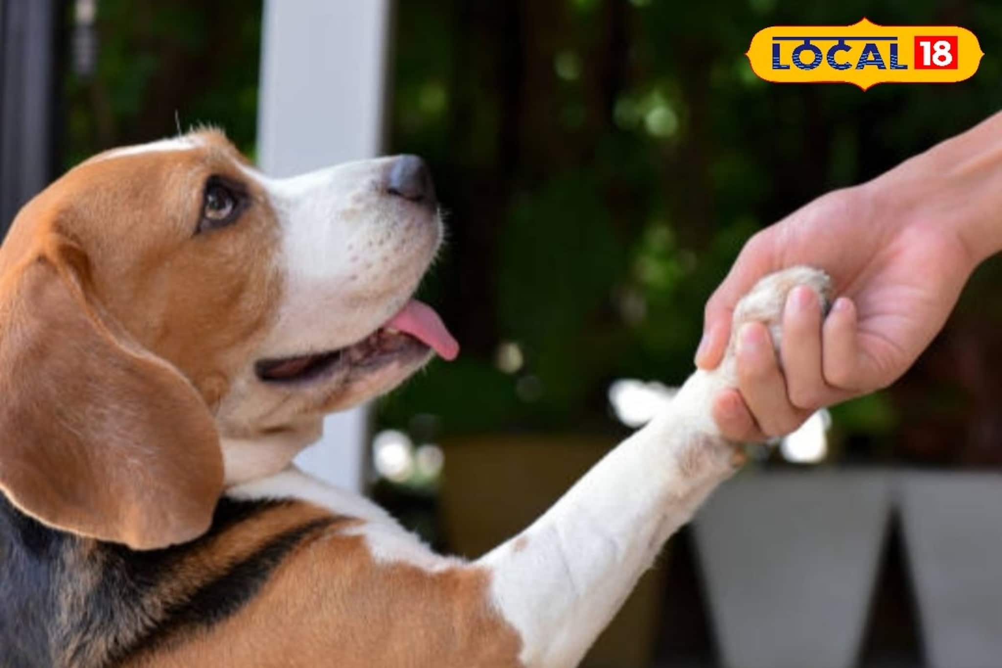 আপনার পোষ্য হয়ে উঠবে আপনার গর্ব, শুধু মানুন কয়েকটি টিপস, কামাল করবে পারফরম্যান্সে