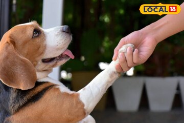 আপনার পোষ্য হয়ে উঠবে আপনার গর্ব, শুধু মানুন কয়েকটি টিপস, কামাল করবে পারফরম্যান্সে