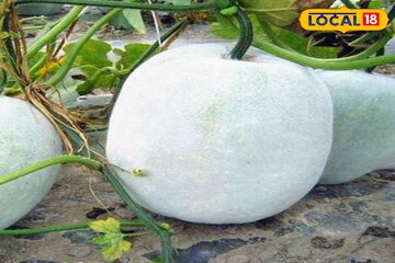 রান্না করে তো অনেক খেয়েছেন, কিন্তু চালকুমড়োর খোলের আসল ব্যবহার জানেন না অনেকেই