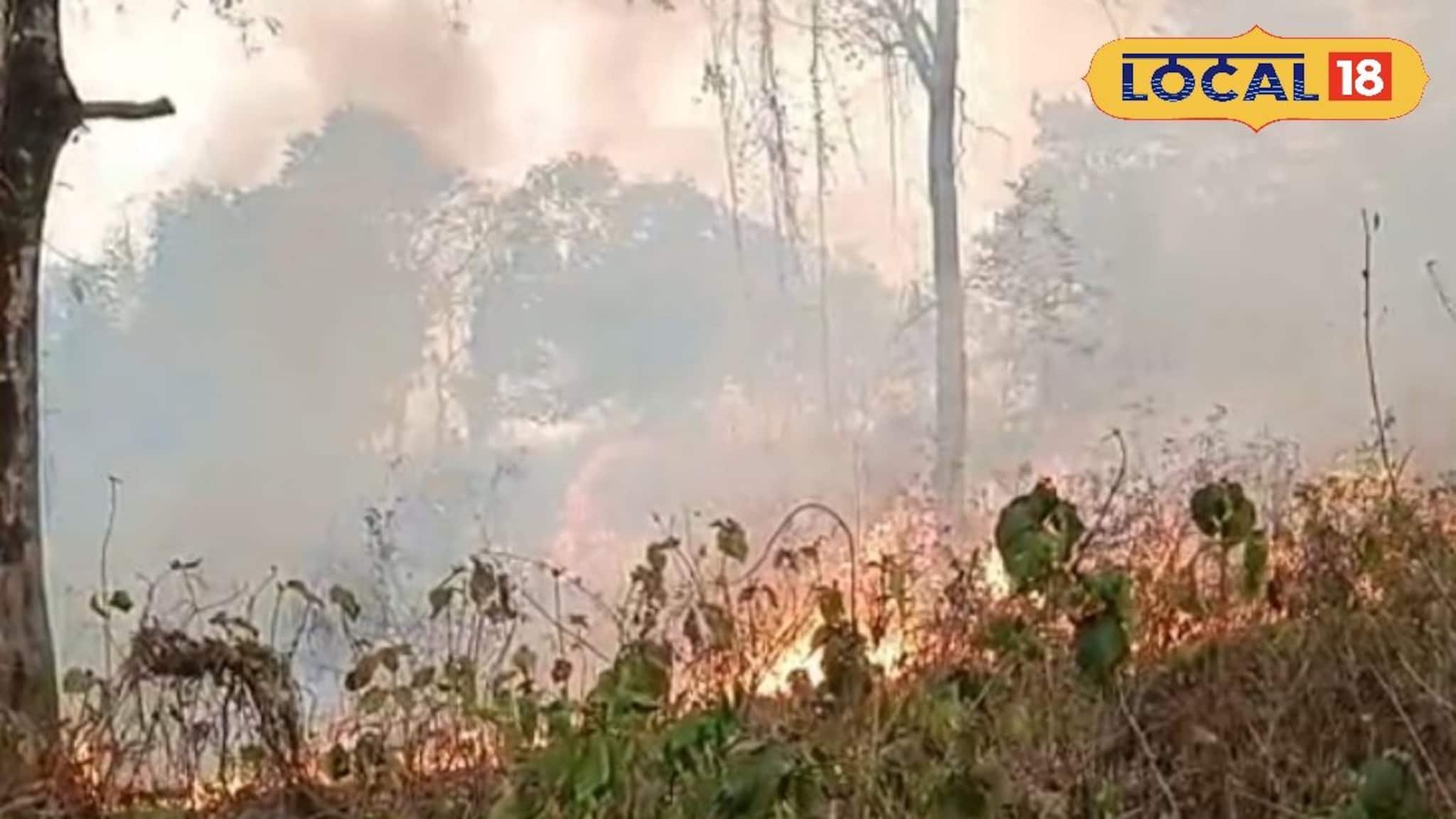 দাউ দাউ জ্বলছে গরুমারা জাতীয় উদ্যান! বিপন্ন পশুপাখিরা, কী হল জলপাইগুড়িতে?
