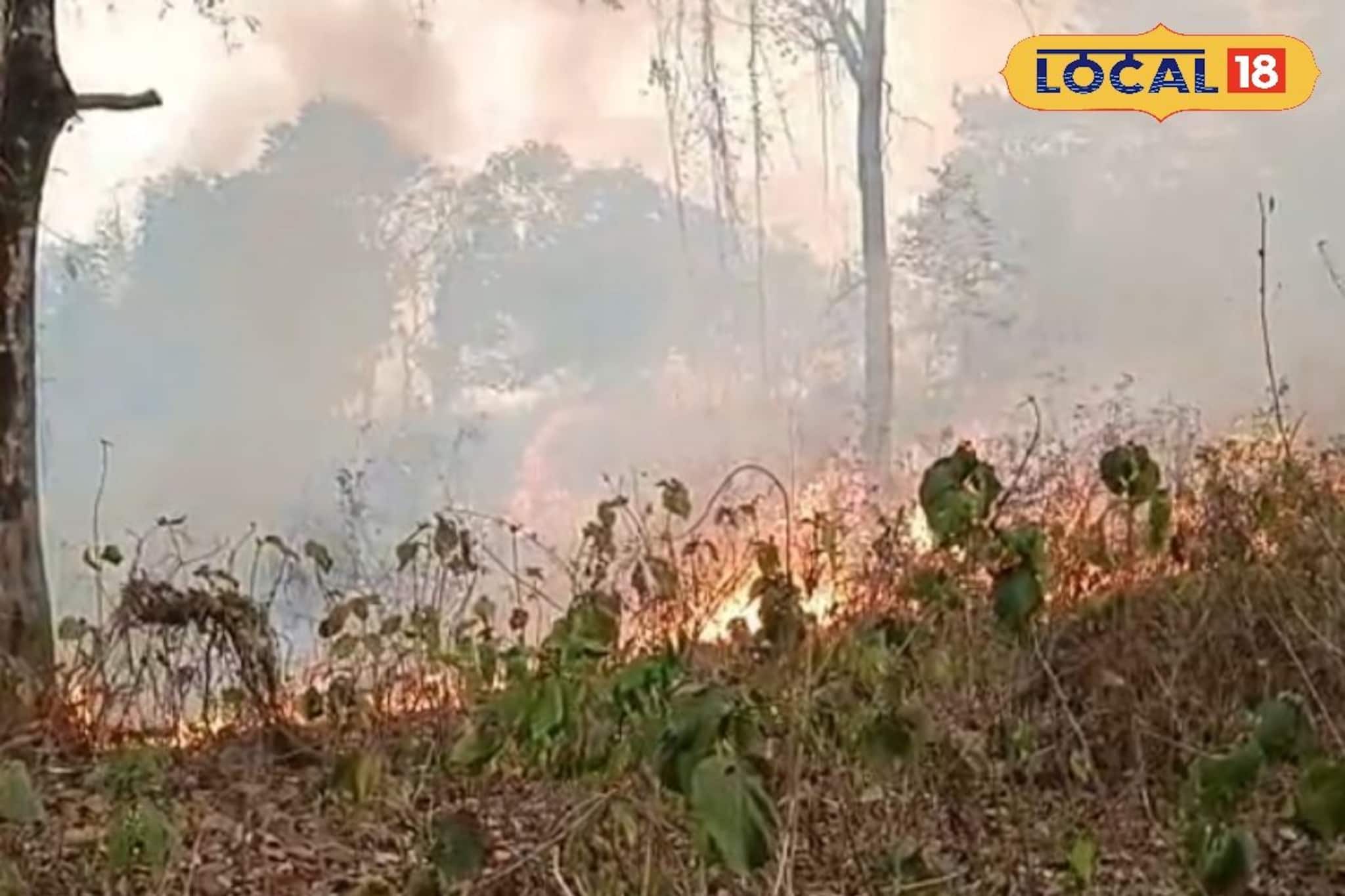 দাউ দাউ জ্বলছে গরুমারা জাতীয় উদ্যান! বিপন্ন পশুপাখিরা, কী হল জলপাইগুড়িতে?