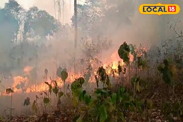 দাউ দাউ জ্বলছে গরুমারা জাতীয় উদ্যান! বিপন্ন পশুপাখিরা, কী হল জলপাইগুড়িতে?