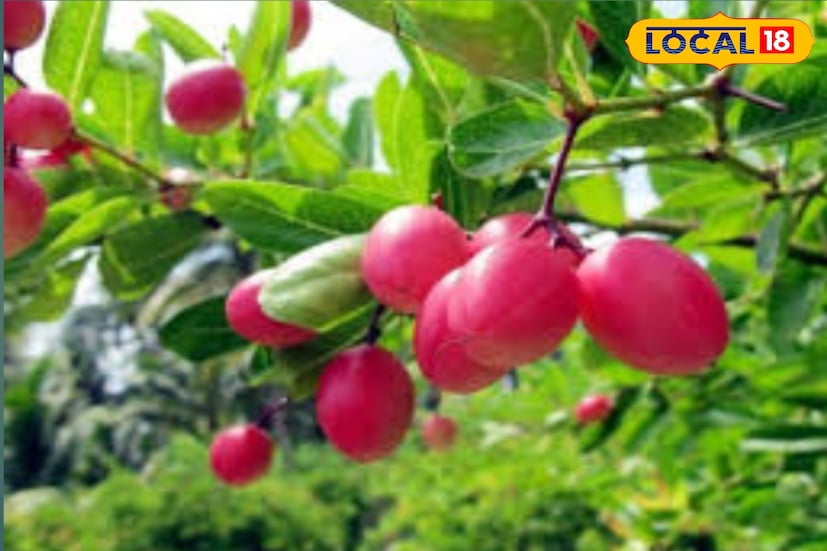 আপনার নিজের জমিতে অনেক ধরনের চাষ করেছে তবে সেভাবে লাভের মুখ দেখতে পাননি। শুধু আপনার এই পড়ে থাকা কয়েক বিঘা জমিতে করমচা চাষ করে আয়ের দিশা দেখতে পারেন। করমচা একটি টক জাতীয় ফল। ছোট এ ফল টি খুবই জনপ্রিয়। এই গাছ টি খুব ঝোপ যুক্ত হয় এবং এতে বড় বড় কাটা থাকে। (তথ্য ও ছবি: সুমন সাহা) 