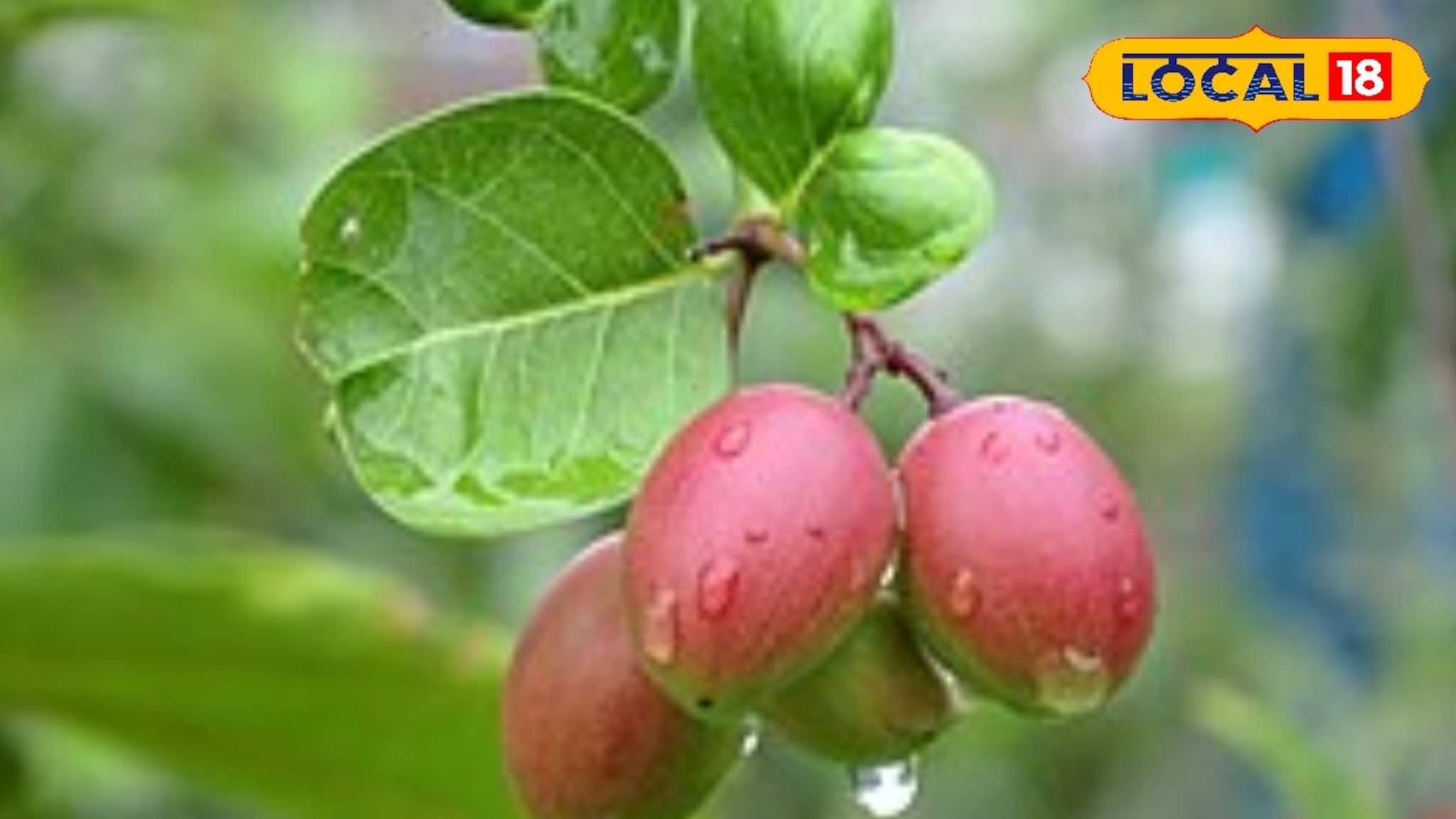 Business Ideas: পড়ে থাকা জমিই হবে সোনার খনি! এই চাষে অল্প খরচেই বছরে আয় করুন লক্ষ লক্ষ টাকা