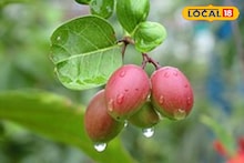 Business Ideas: পড়ে থাকা জমিই হবে সোনার খনি! এই চাষে অল্প খরচেই বছরে আয় করুন লক্ষ লক্ষ টাকা