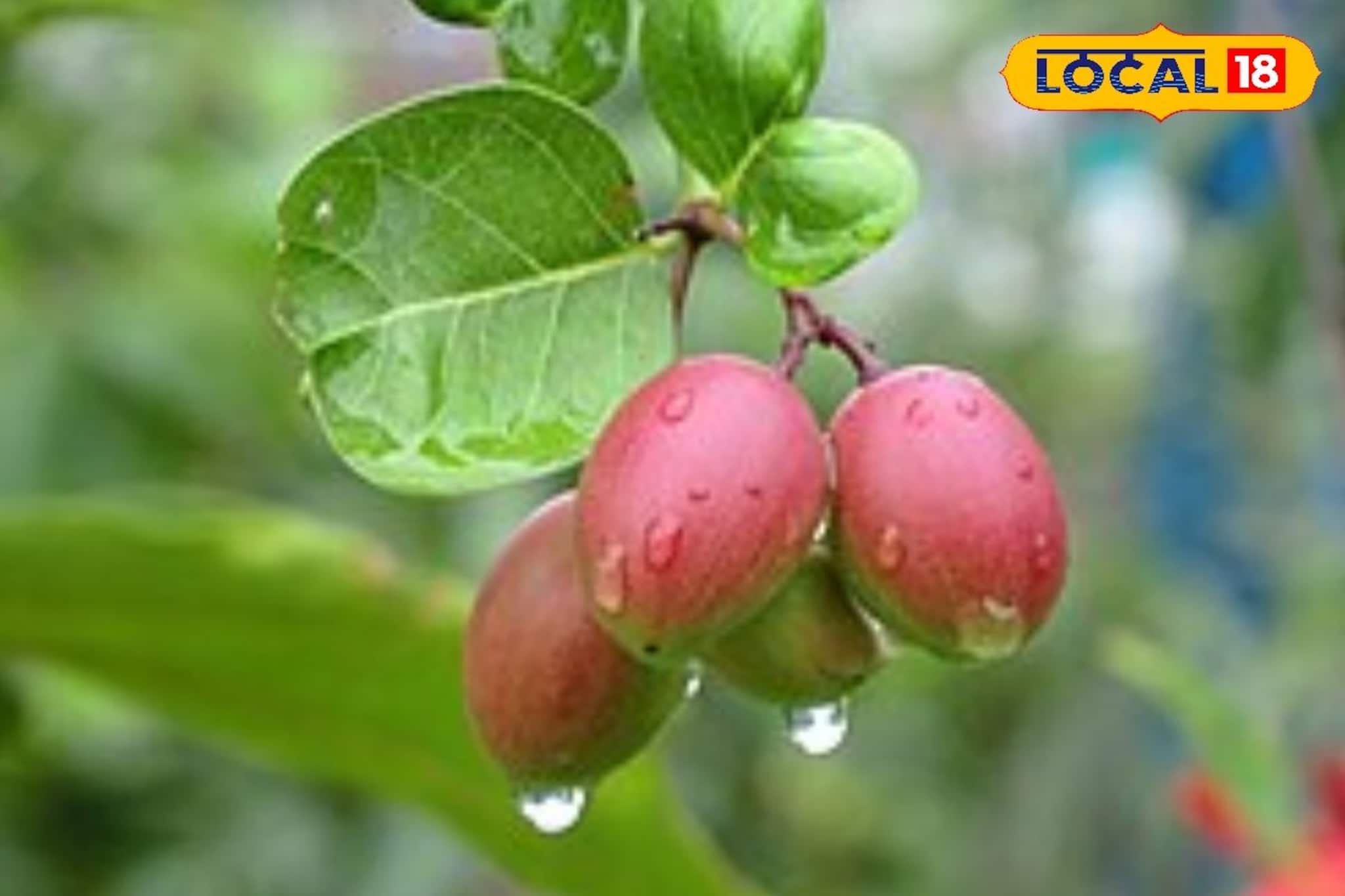 পড়ে থাকা জমিই হবে সোনার খনি! এই চাষে অল্প খরচেই বছরে আয় করুন লক্ষ লক্ষ টাকা