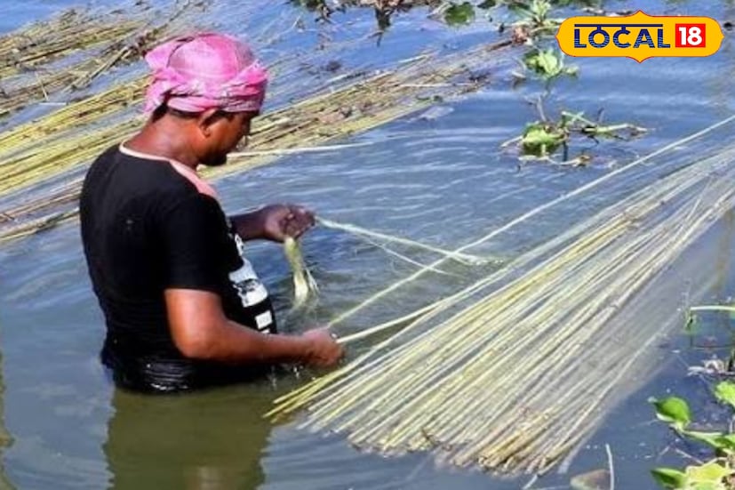 জলের অভাবে অনেক সময়েই পাটচাষীরা তাঁদের জমির পাট পচাতে পারেন না। ফলে বহু ক্ষেত্রে জমিতে দাঁড়িয়েই নষ্ট হয়ে যায় পাট গাছ। কৃষকদের এই দীর্ঘদিনের সমস্যার সমাধানে বাজারে এসেছে এক নতুন ধরনের যন্ত্র। এই যন্ত্রের সাহায্যে সহজেই কাঁচা পাট গাছ থেকে তন্তু বের করা সম্ভব হবে বলে জানাচ্ছেন বিশেষজ্ঞরা। (ছবি ও তথ্য - রুদ্র নারায়ণ রায়)