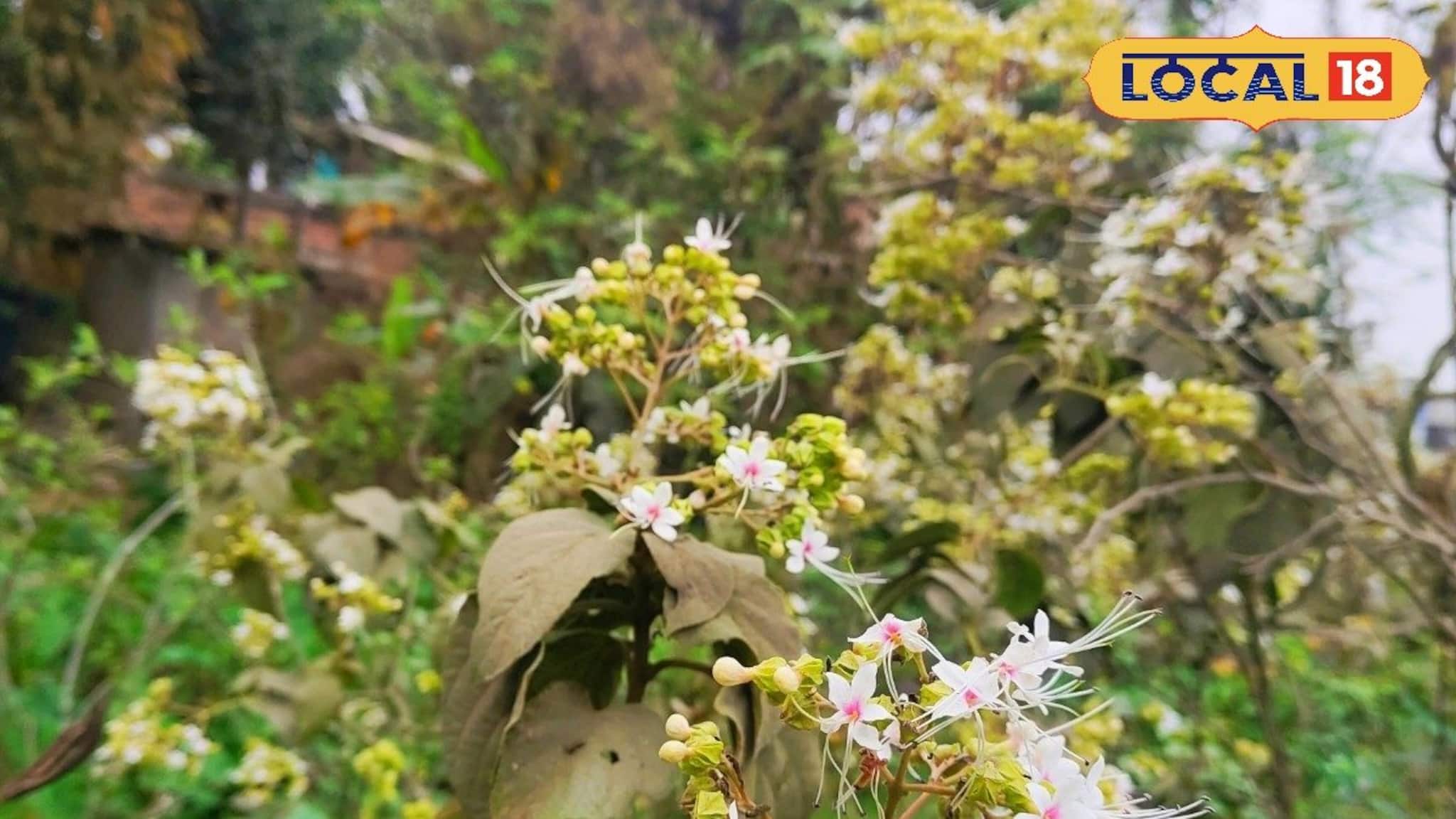 টিউমার, চর্মরোগ, কৃমি, পেটের সব সমস্যা দূর করে অবহেলায় বেড়ে ওঠা এই গাছ ও পাতা!