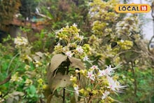 Health Tips: পথে-ঘাটে-জঙ্গলে জন্মায়! 'এই' ফুল সর্বরোগহরা! ম্যাজিকের মতো কমায় 'কৃমি', কী ফুল জানেন?