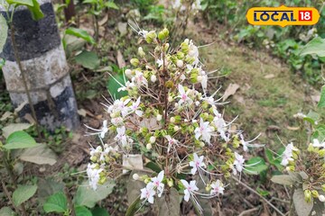 টিউমার, চর্মরোগ, কৃমি, পেটের সব সমস্যা দূর করে অবহেলায় বেড়ে ওঠা এই গাছ ও পাতা!