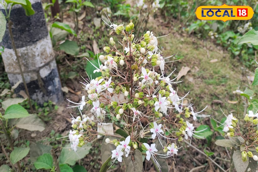 রাস্তার দুই পাশে যেন চাষ করা, তবে আসলে চাষ নয়। সাধারণ মানুষের কাছে এটি আগাছা বা জঙ্গল। কোনরকম পরিচর্যা ছাড়াই আগাছা ও জঙ্গলে জন্মানোর ফলে অবহেলিত এই উদ্ভিদ। নাম অনেকের অজানা। তবে অনেকেই এটিকে চেনেন ঘেটু অথবা ভাট নামে।(ছবি ও তথ্য: জিএম মোমিন)
