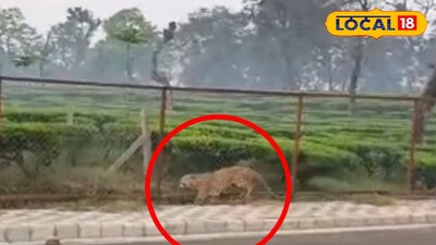 চা বাগানে লেপার্ড