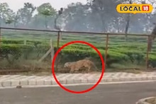 Leopard at Tea Estate: চা বাগানের রাস্তায় ‘অতিথি’! বাগডোগরায় ক্যামেরাবন্দি লেপার্ড, ভাইরাল ভিডিও
