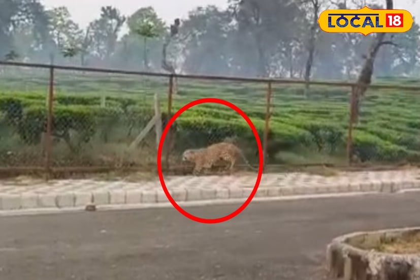 শিলিগুড়ি, ঋত্বিক ভট্টাচার্য : মঙ্গলবার ভোরের শান্ত পরিবেশ হঠাৎই চাঞ্চল্যে ভরে উঠল বাগডোগরায়। এয়ারপোর্ট সংলগ্ন বাগডোগরা চা বাগানের রাস্তায় হঠাৎই ঘুরে বেড়াতে দেখা গেল একটি চিতাবাঘকে। ঘটনায় স্বাভাবিকভাবেই আতঙ্ক ও কৌতূহল ছড়িয়ে পড়ে এলাকায়।