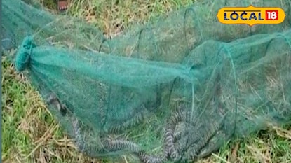 উদ্ধার গোখরা